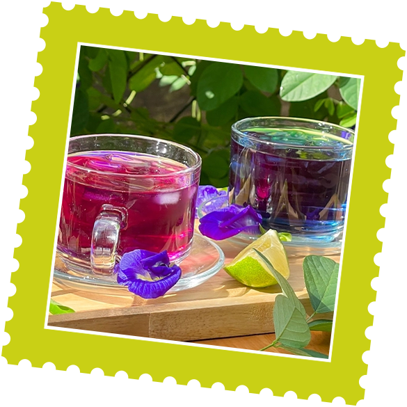Two glass cups with pink and blue butterfly pea flower tea on a wooden tray, surrounded by flowers, lime slices, and green leaves, with a leafy background.